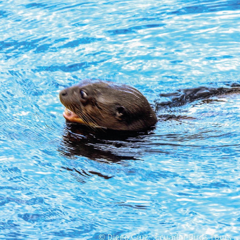 sacha amazon lodge by ecuador birds tours (3)