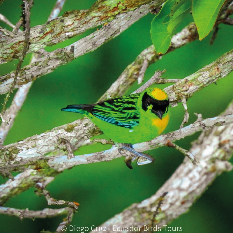 sacha amazon lodge by ecuador birds tours (4)