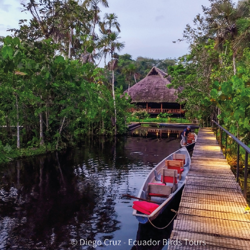 sacha amazon lodge by ecuador birds tours (7)