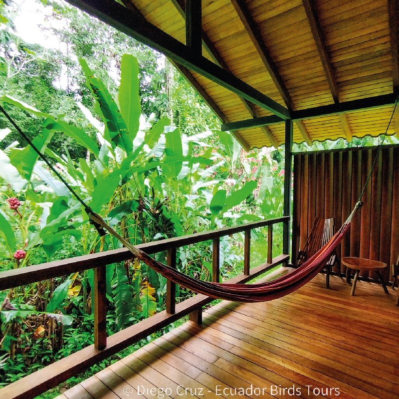 sacha amazon lodge by ecuador birds tours (8)