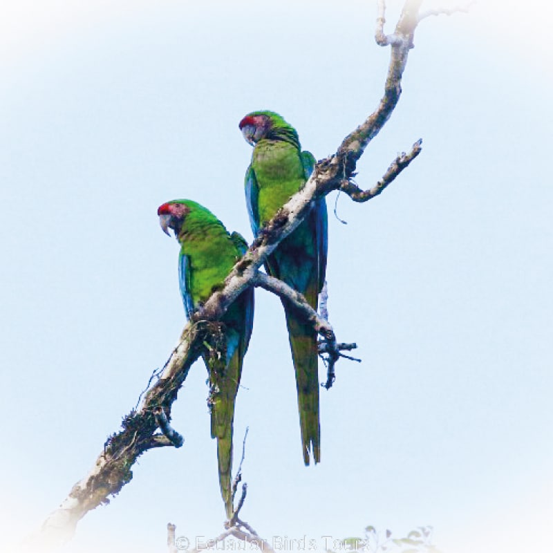 upper andean sumaco basin in ecuador and limoncocha (4)