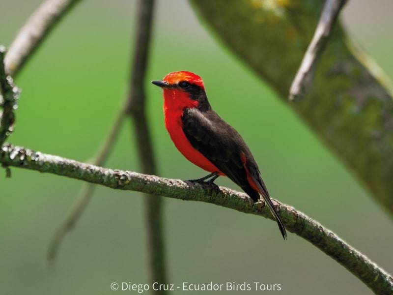 andes jimenita reserve