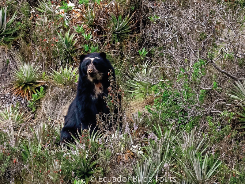 andes papallacta pass road