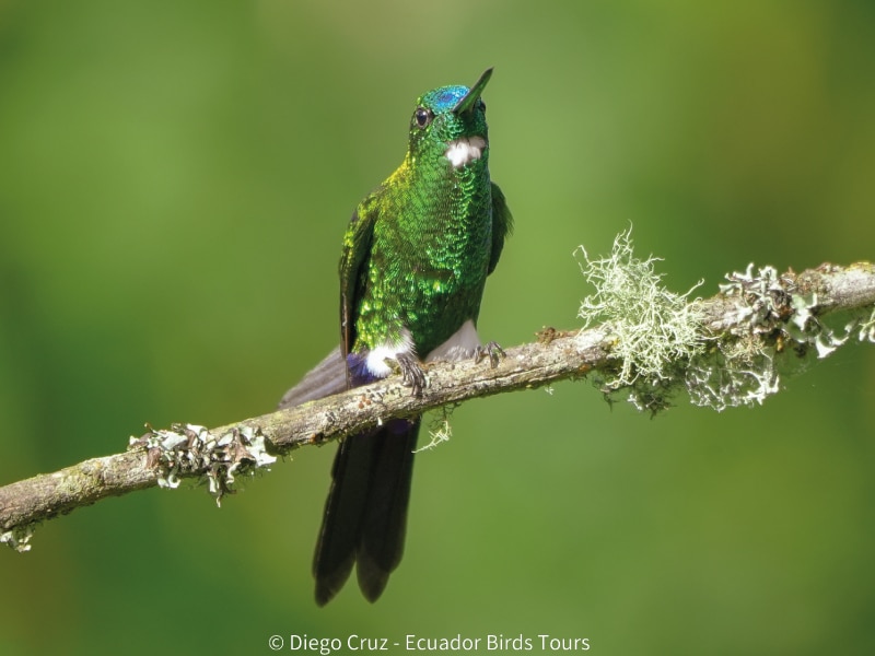 andes yanacocha reserve