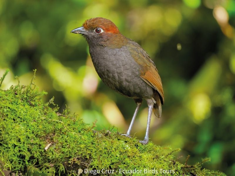 andes zuro loma reserve