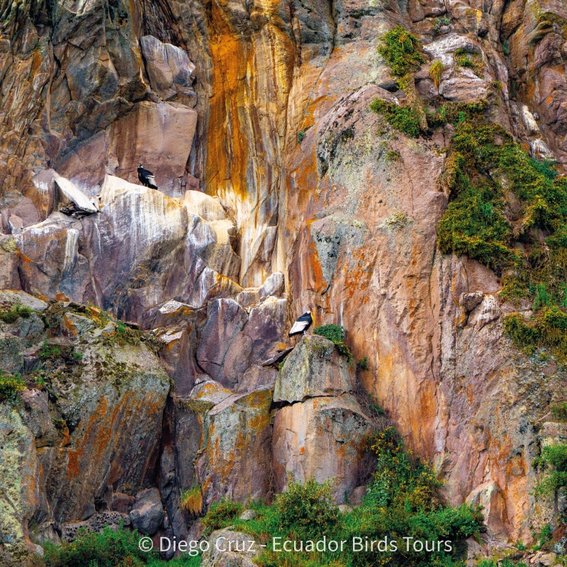 antisana condor observatory conservation by ecuador birds tours (2)