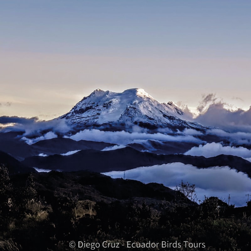 antisana condor observatory conservation by ecuador birds tours (3)