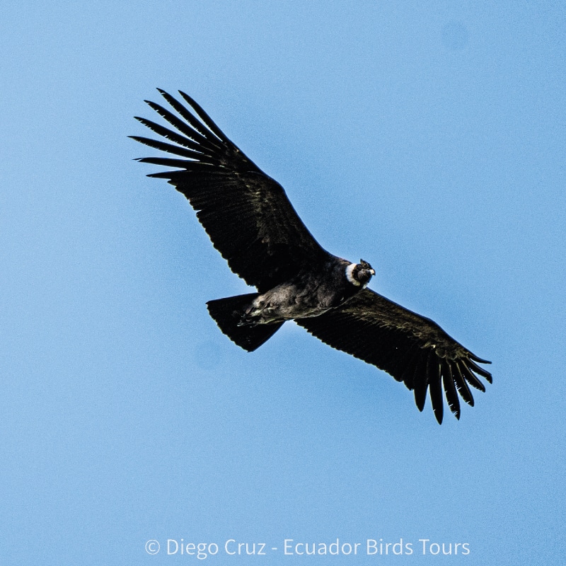 antisana condor observatory conservation by ecuador birds tours (4)