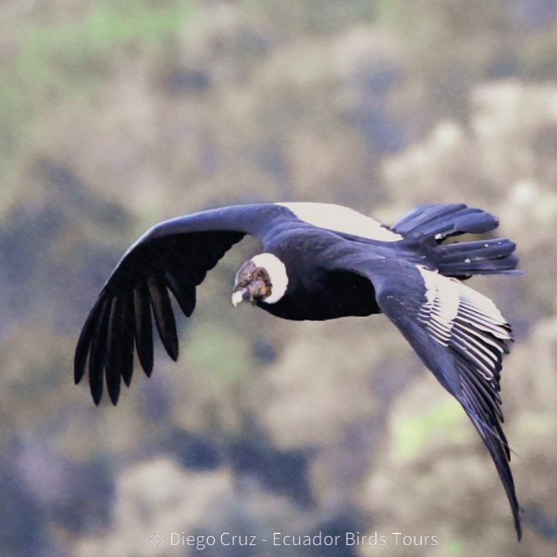 antisana condor observatory conservation by ecuador birds tours (5)