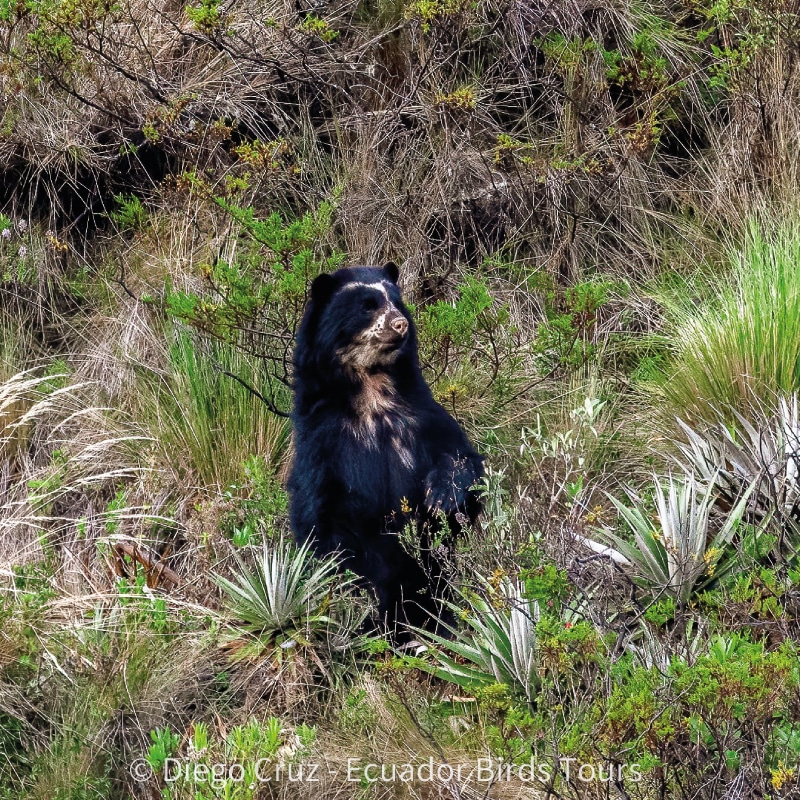 antisana condor observatory conservation by ecuador birds tours (6)