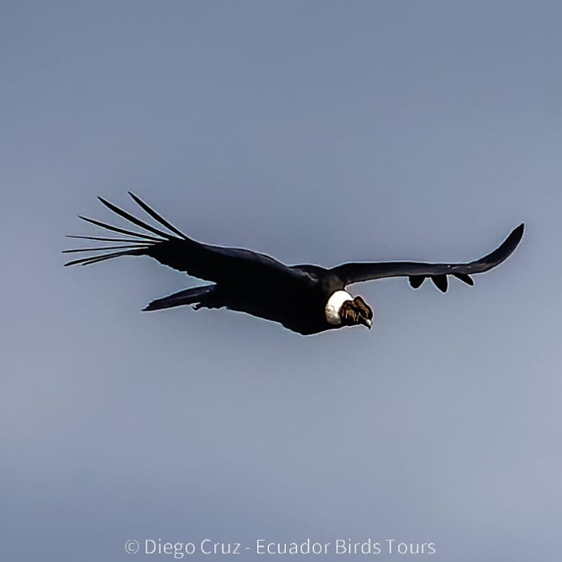 antisana condor observatory conservation by ecuador birds tours (8)