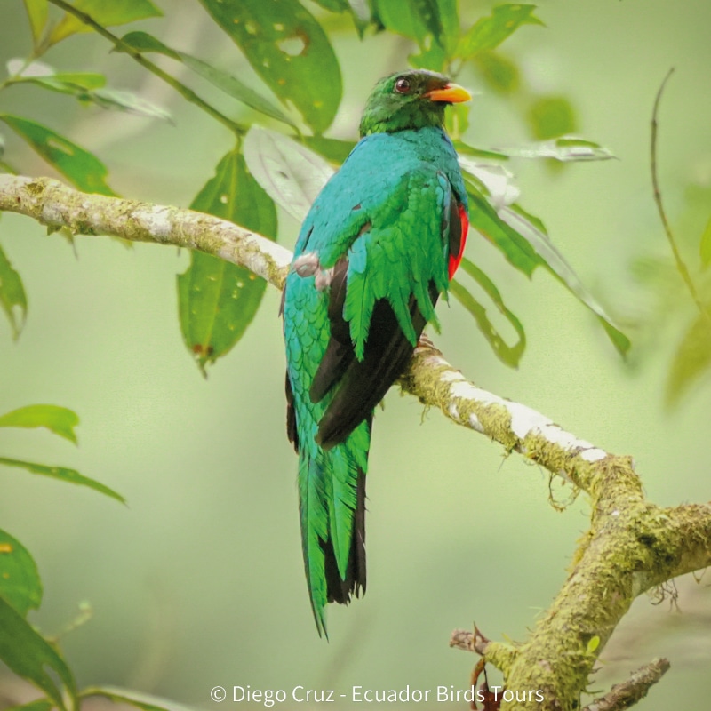 best birding lodges in ecuador by ecuador birds tours (7)