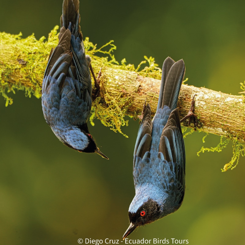 best birding lodges in ecuador by ecuador birds tours (8)