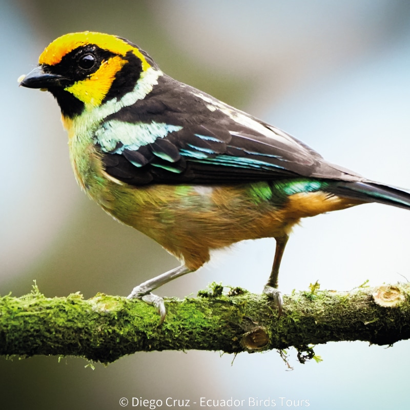 birding photography tour in ecuador by ecuador birds tours (4)
