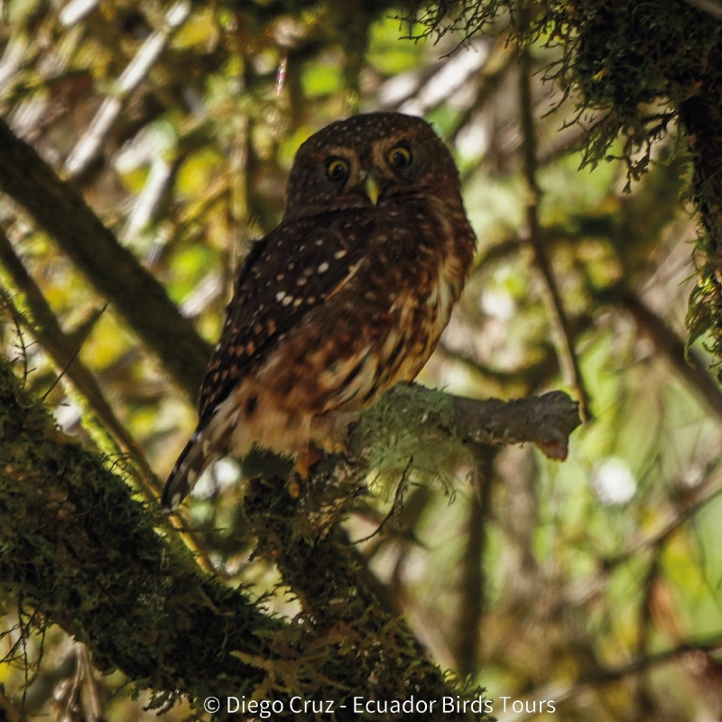 birding photography tours in ecuador by ecuador bird tours (3)