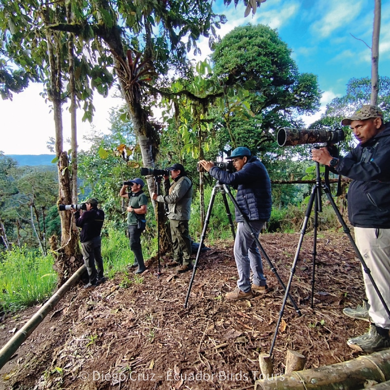 birding photography tours in ecuador by ecuador bird tours (5)