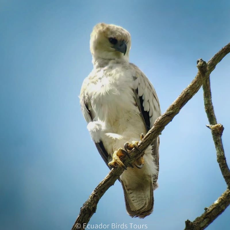 birding photography tours in ecuador by ecuador birds tours (13)