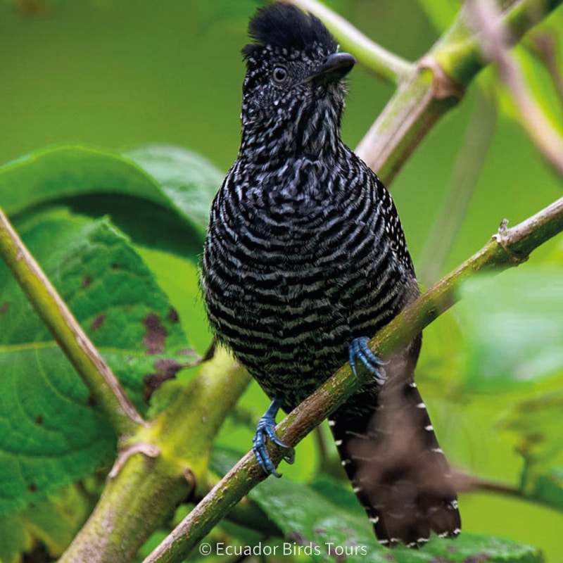 birding photography tours in ecuador by ecuador birds tours (14)
