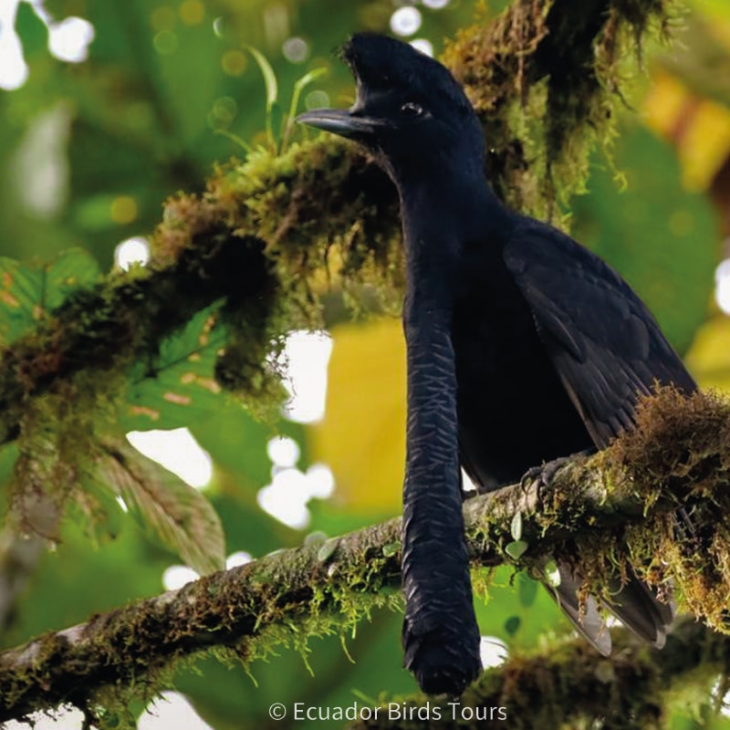 birding photography tours in ecuador by ecuador birds tours (2)