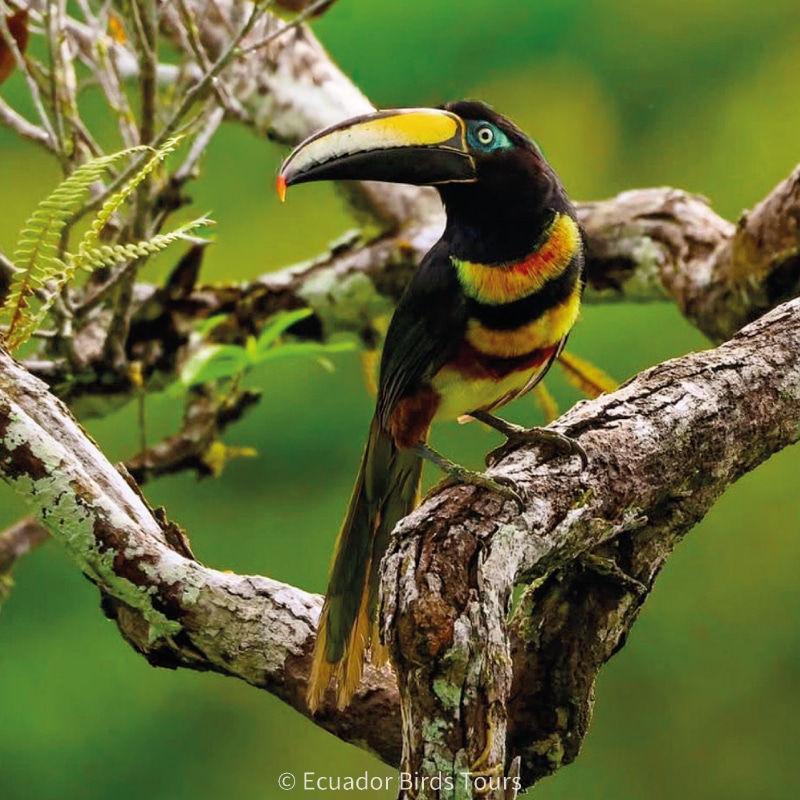 birding photography tours in ecuador by ecuador birds tours (6)