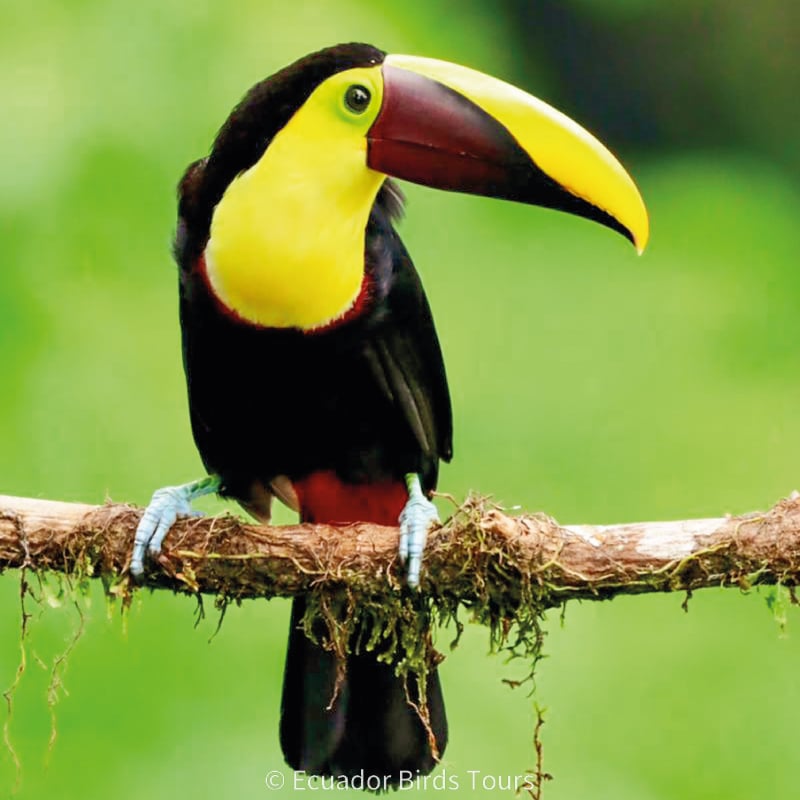 birding photography tours in ecuador by ecuador birds tours (8)