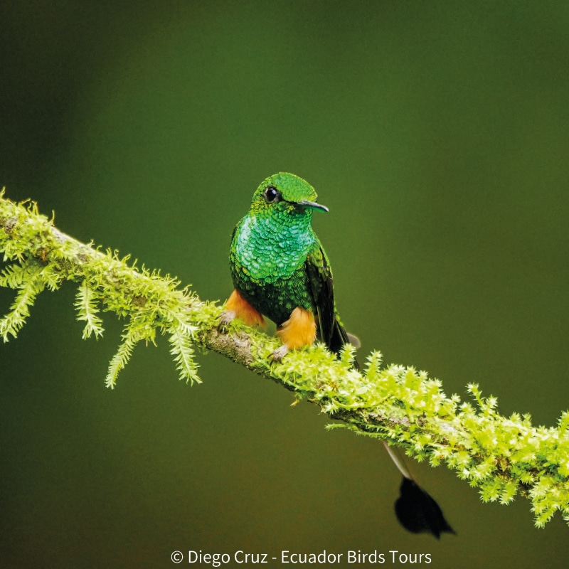 birding photography tours in ecuador by ecuador birds tours (9)