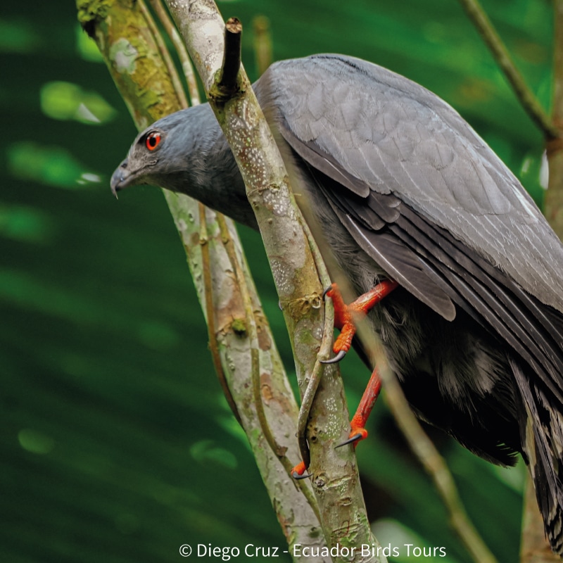 birding reports in ecuador by ecuador birds tours 10