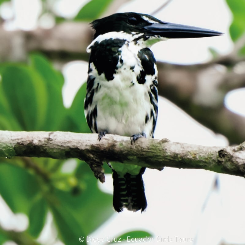 birding reports in ecuador by ecuador birds tours (4)