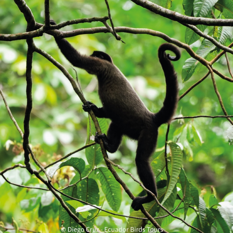 birding reports in ecuador by ecuador birds tours 9