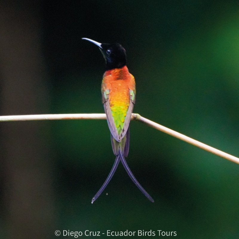 birding tours in ecuador by ecuador birds tours (5)