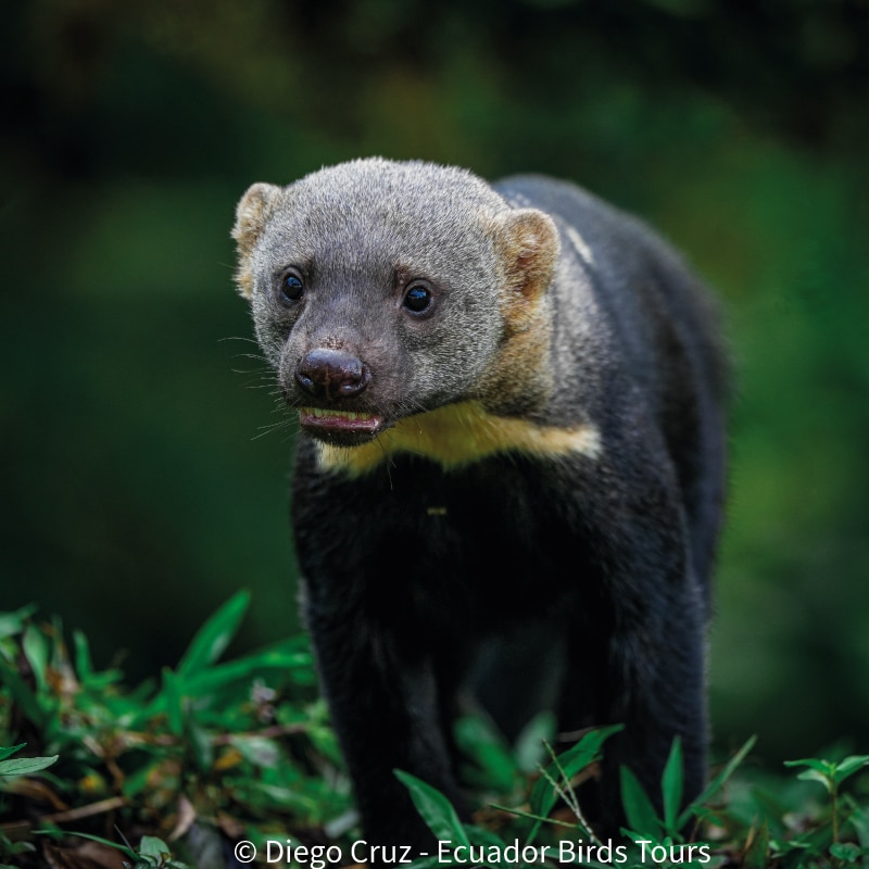 birding tours in ecuador by ecuador birds tours (6)