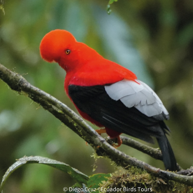 birding tours in ecuador by ecuador birds tours (8)