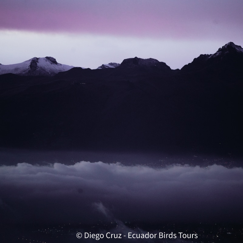 birdwatching tours in ecuador by ecuador birds tours (1)