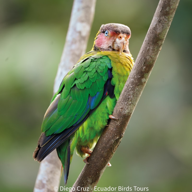 birdwatching tours in ecuador by ecuador birds tours (5)