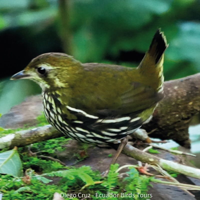 ecuador birds tours in ecuador (4)