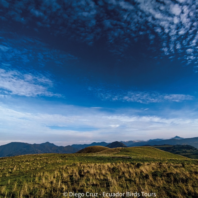 ecuador birds tours in ecuador (6)