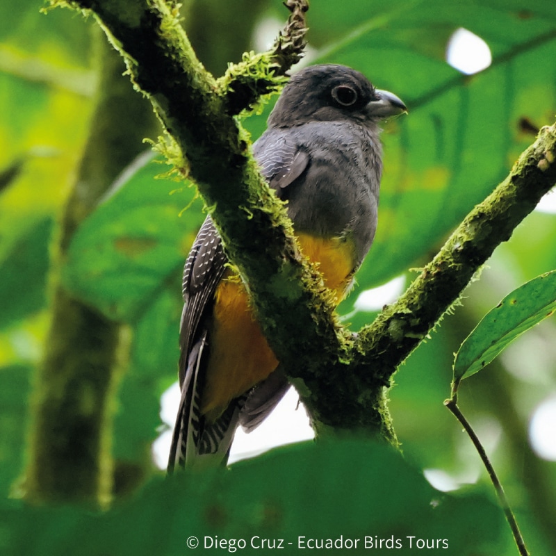 ecuador birds tours in ecuador (7)