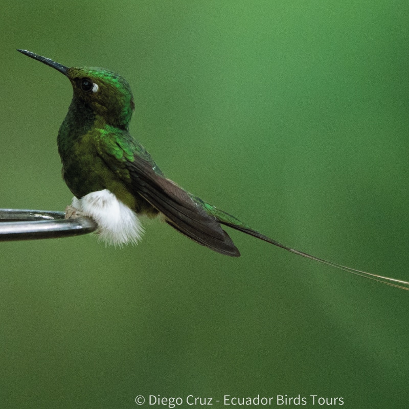 why ecuador birds tours and photography in ecuador (3)