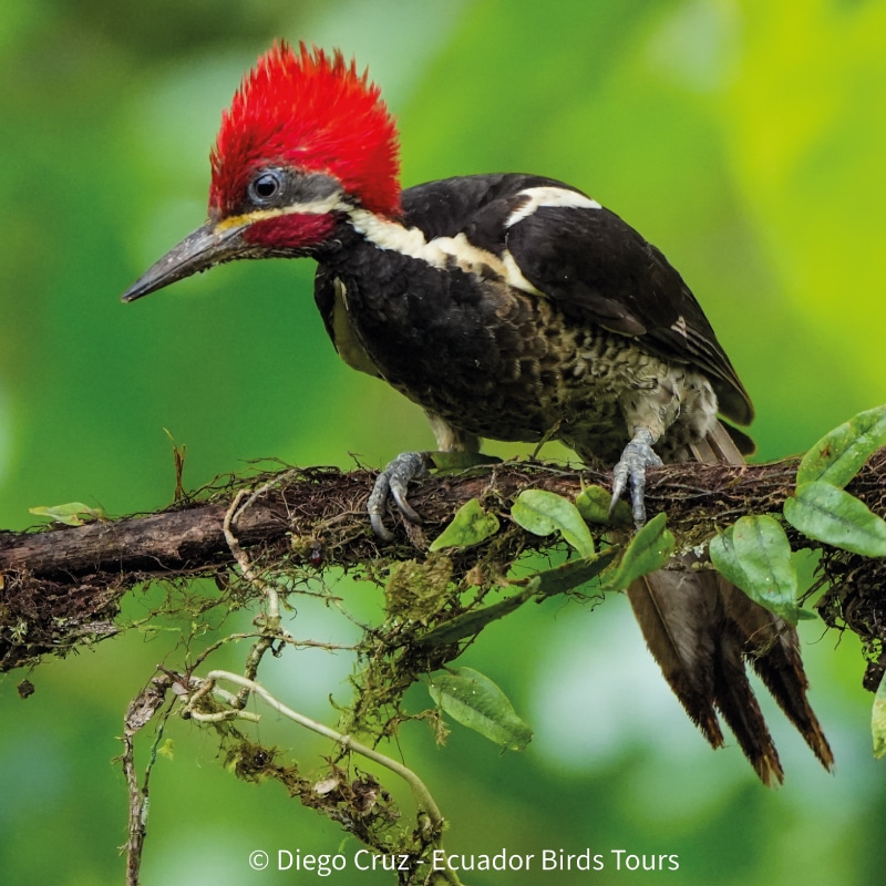 why ecuador birds tours and photography in ecuador (5)