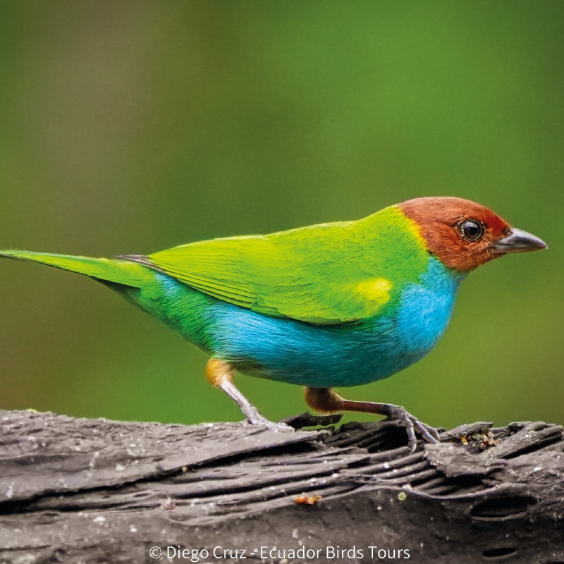 why ecuador birds tours and photography in ecuador (8)