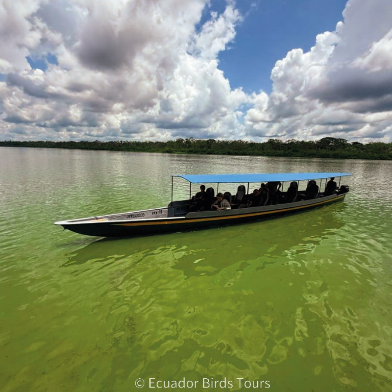 why ecuador birds tours and photography in ecuador limoncocha