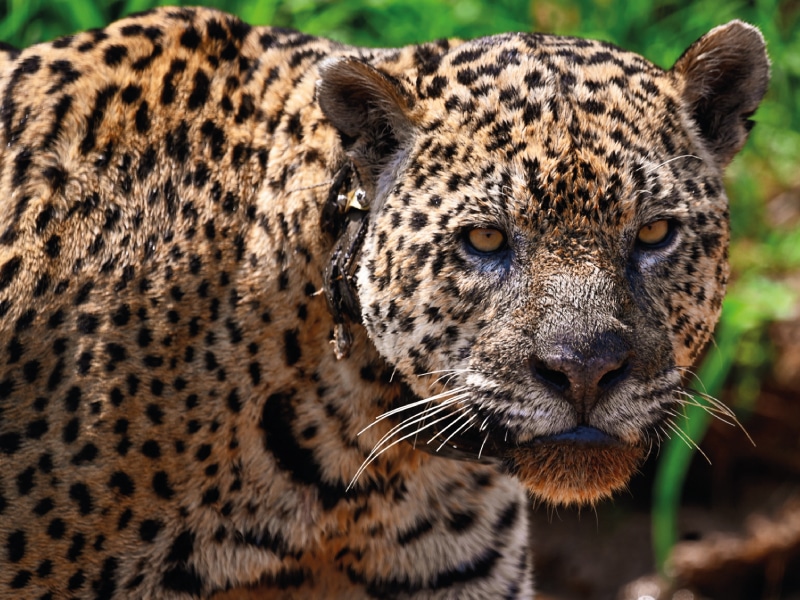 wildlife jaguar tours in pantanal by ecuador birds tours