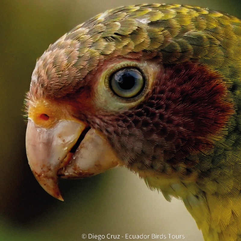 wildlife photography tours in ecuador by ecuador birds tours (3)