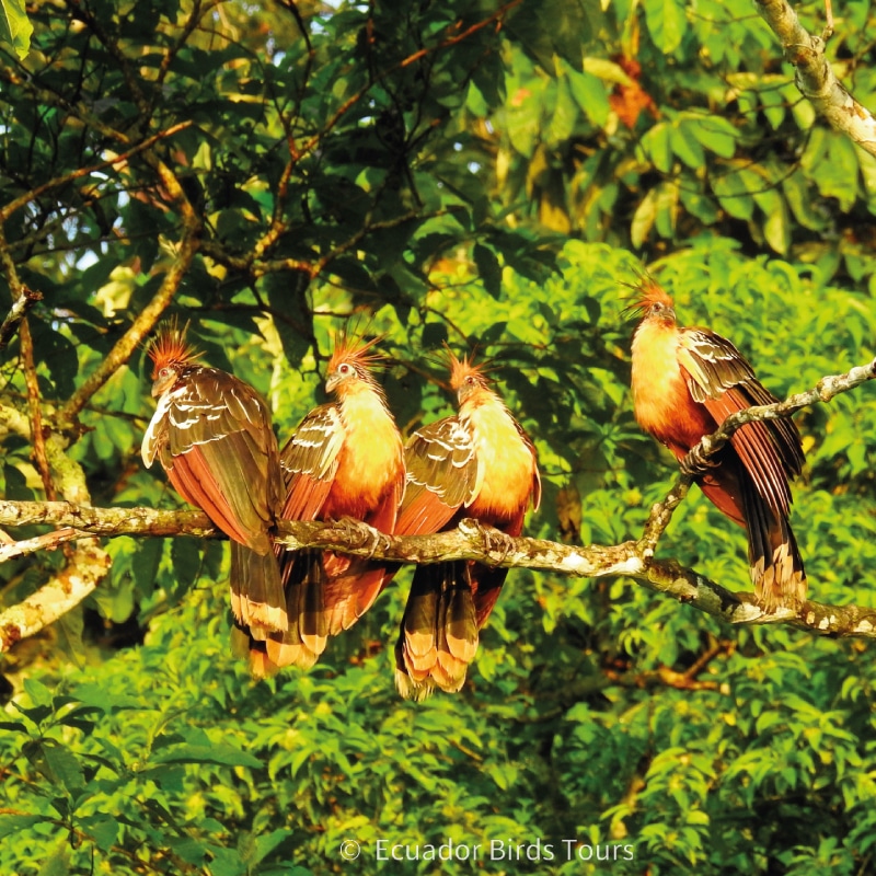 amazon birding tours in ecuador by ecuador birds tours (10)