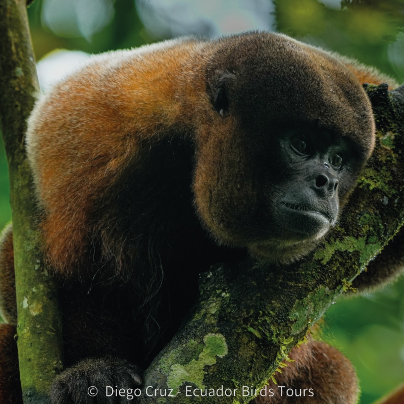 amazon birding tours in ecuador by ecuador birds tours (28)