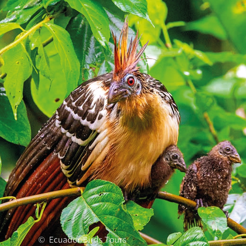 amazon birding tours in ecuador by ecuador birds tours (3)