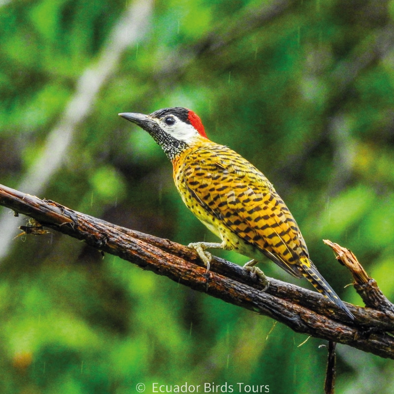 amazon birding tours in ecuador by ecuador birds tours (30)