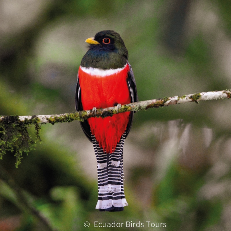 amazon birding tours in ecuador by ecuador birds tours (6)