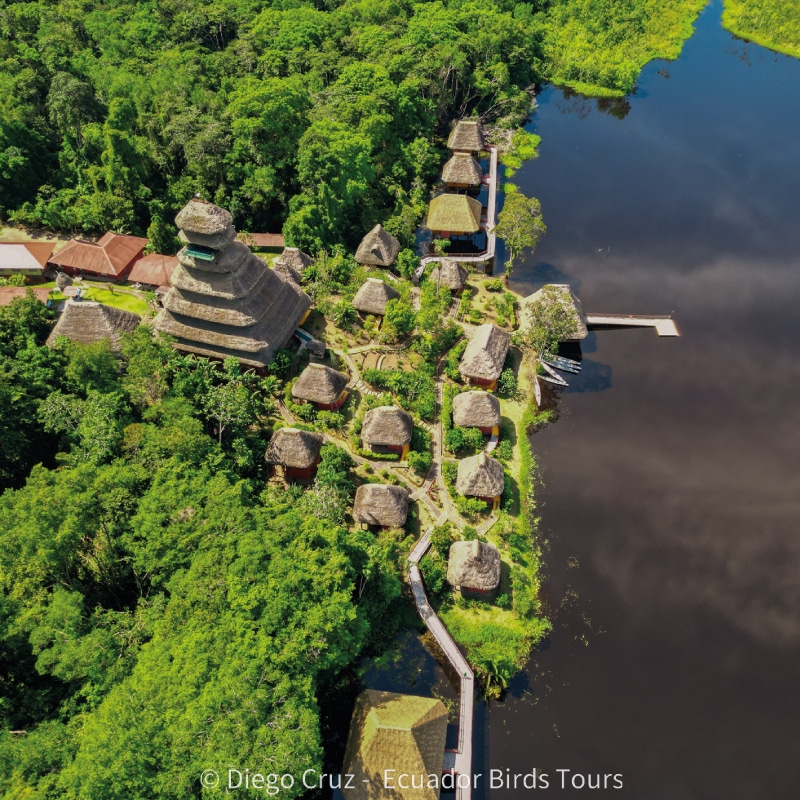 best bird lodges in ecuador by ecuador birds tours napo wildlife center