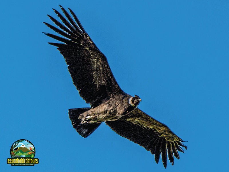 birding day tours from quito antisana condor observatory
